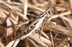 Rhammatocerus viatorius