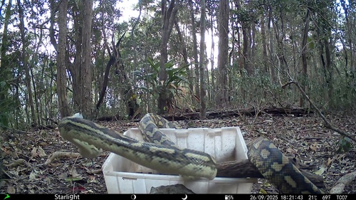 Coastal Carpet Python sighting