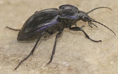 Carabus finitimus
