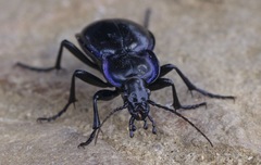 Carabus finitimus