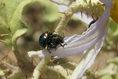 Spintherophyta semiaurata