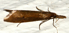 Donacaula melinellus