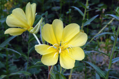 Oenothera elata hirsutissima