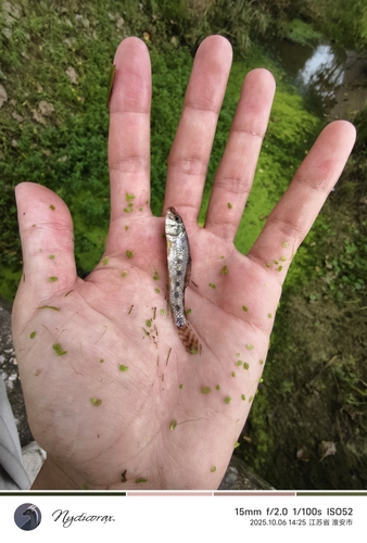 Chinese False Gudgeon