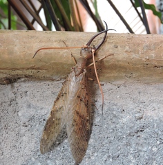 Corydalus peruvianus