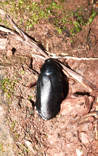 Pycnoscelus niger