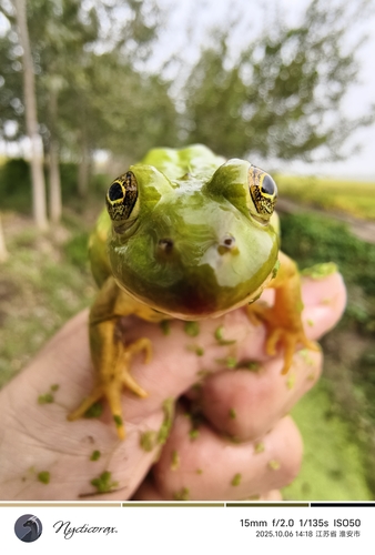 Eastern Golden Frog