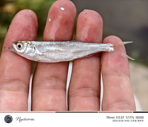 Pseudolaubuca engraulis