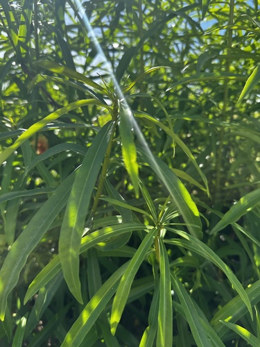 Thevetia peruviana - Whole tree
