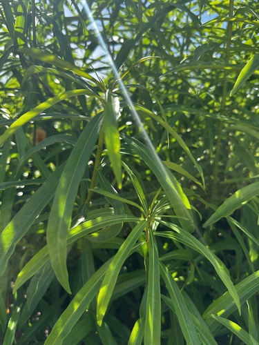 Thevetia peruviana - Leaves