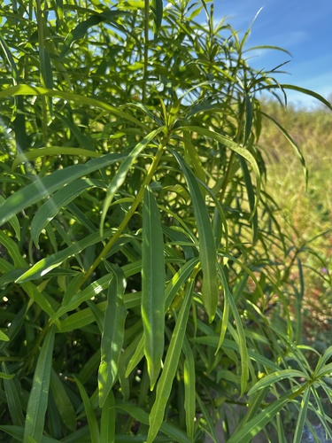 Thevetia peruviana - Whole tree