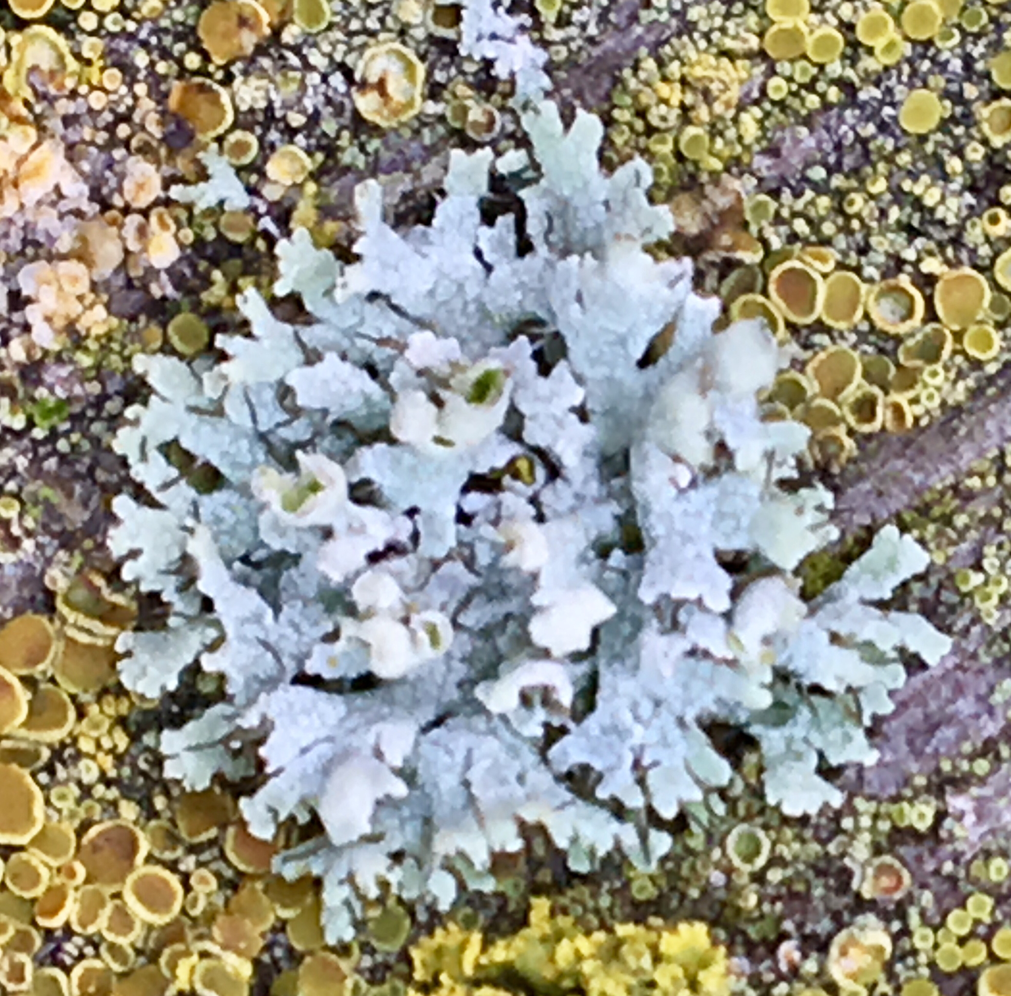 Physciaceae image