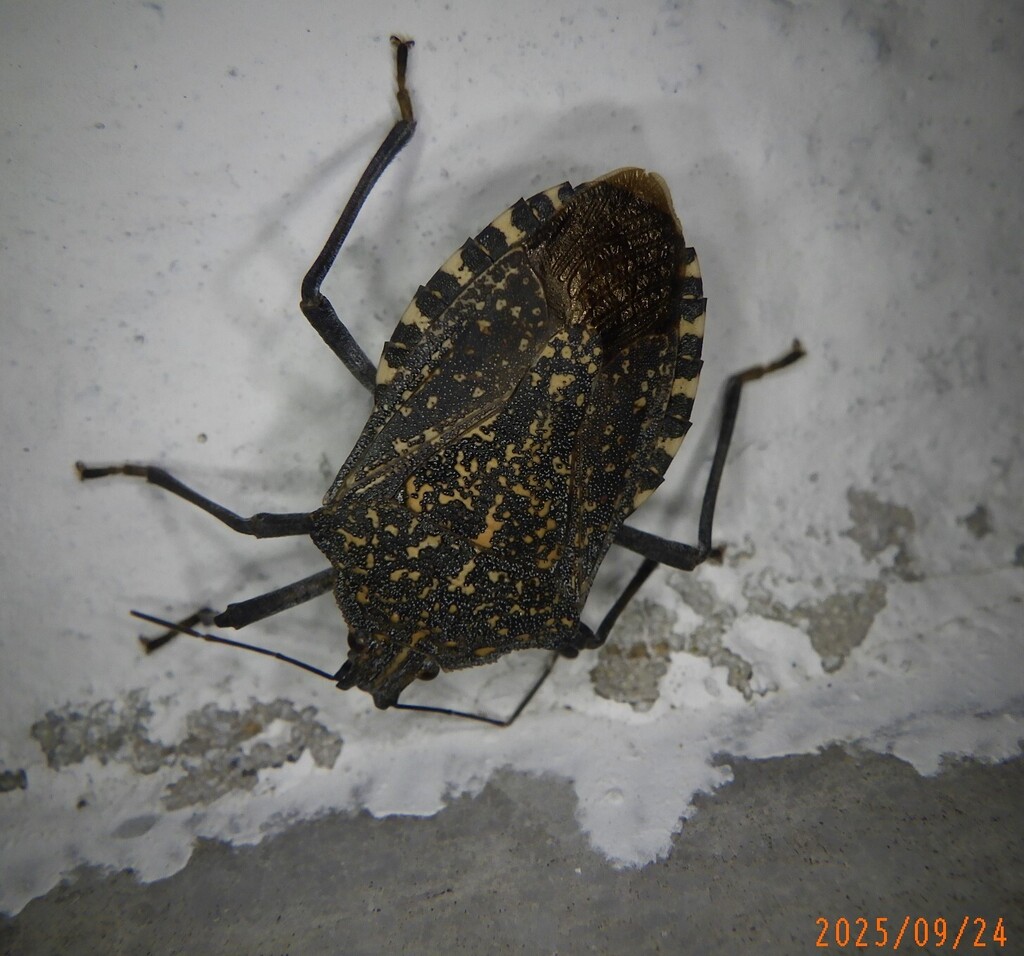Almond Stink Bug from Thessalien, Griechenland on September 24, 2025 at ...