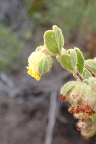 Sage Dollsrose (Hermannia salviifolia)