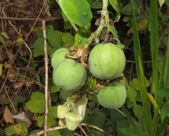 Passiflora candollei