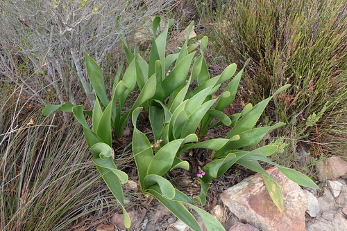 Droopy Firelily (Cyrtanthus carneus)