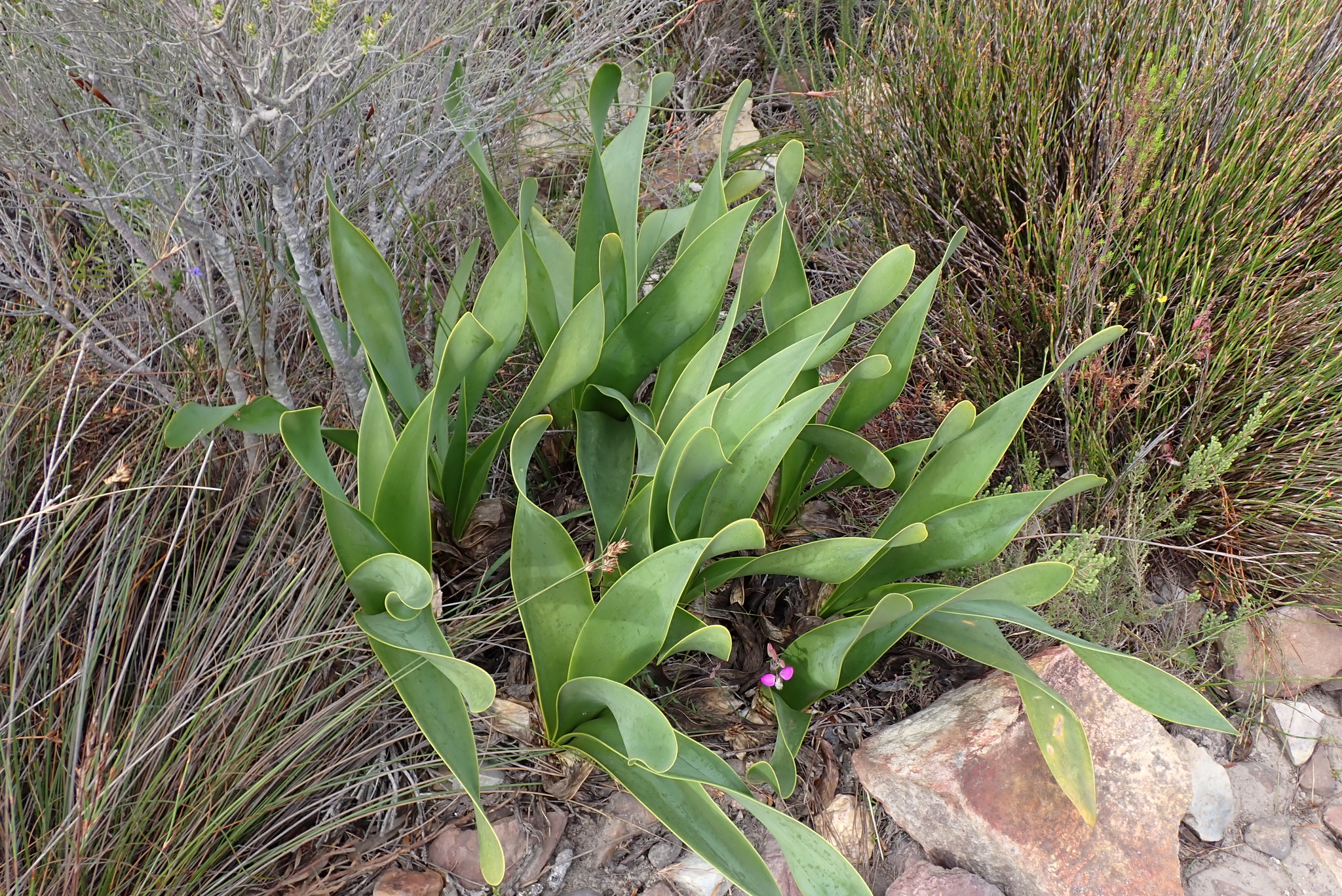 Droopy Firelily (Cyrtanthus carneus)