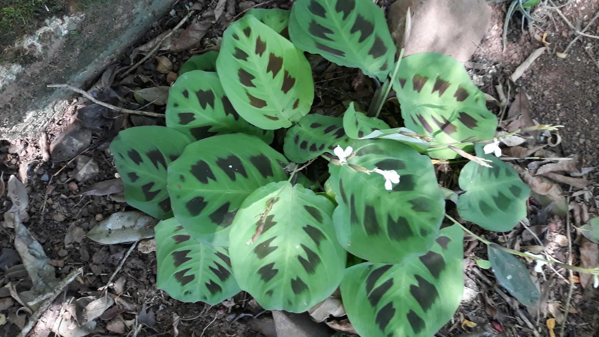Maranta leuconeura