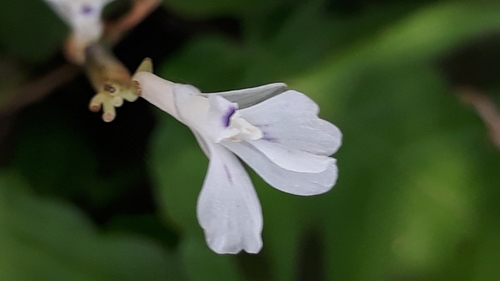 Image of Maranta leuconeura by (c) Edson Luis Fabro Gasperin, some rights reserved (CC BY-SA)