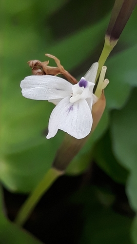 Image of Maranta leuconeura by (c) Edson Luis Fabro Gasperin, some rights reserved (CC BY-SA)