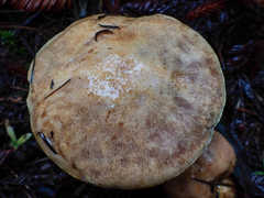 Suillus ponderosus