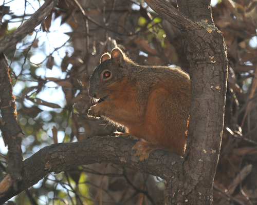 Mexican Fox Squirrel (Sciurus nayaritensis), a species recorded in Arizona
