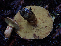 Suillus ponderosus