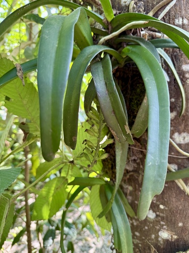 Foxtail Orchid (Rhynchostylis retusa)