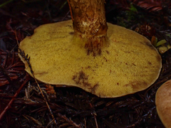 Suillus ponderosus