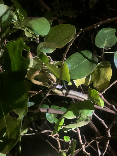 Brown Tree Snake sighting