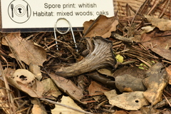 Craterellus atrocinereus