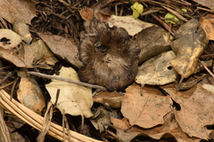 Craterellus atrocinereus