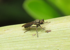 Atoniomyia