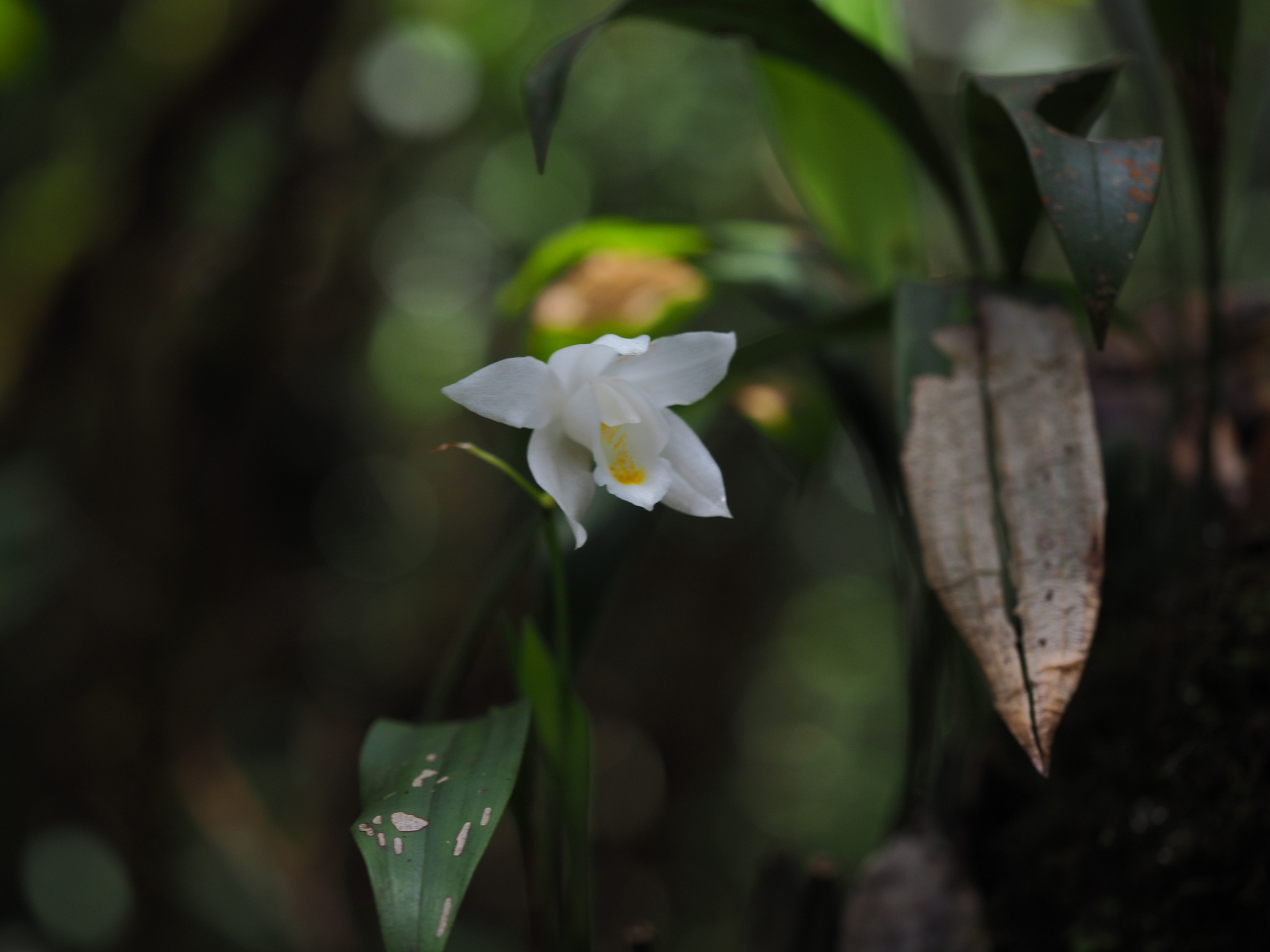 Coelogyne mooreana — ảnh 3