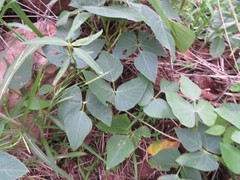 Neustanthus phaseoloides