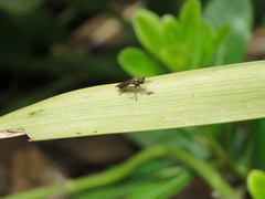 Atoniomyia