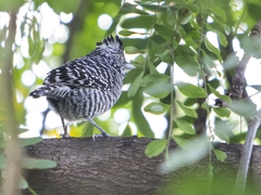 Thamnophilus doliatus