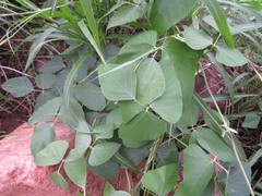 Neustanthus phaseoloides