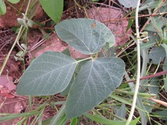 Neustanthus phaseoloides