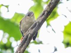 Cranioleuca subcristata