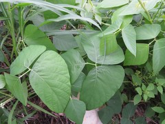 Neustanthus phaseoloides