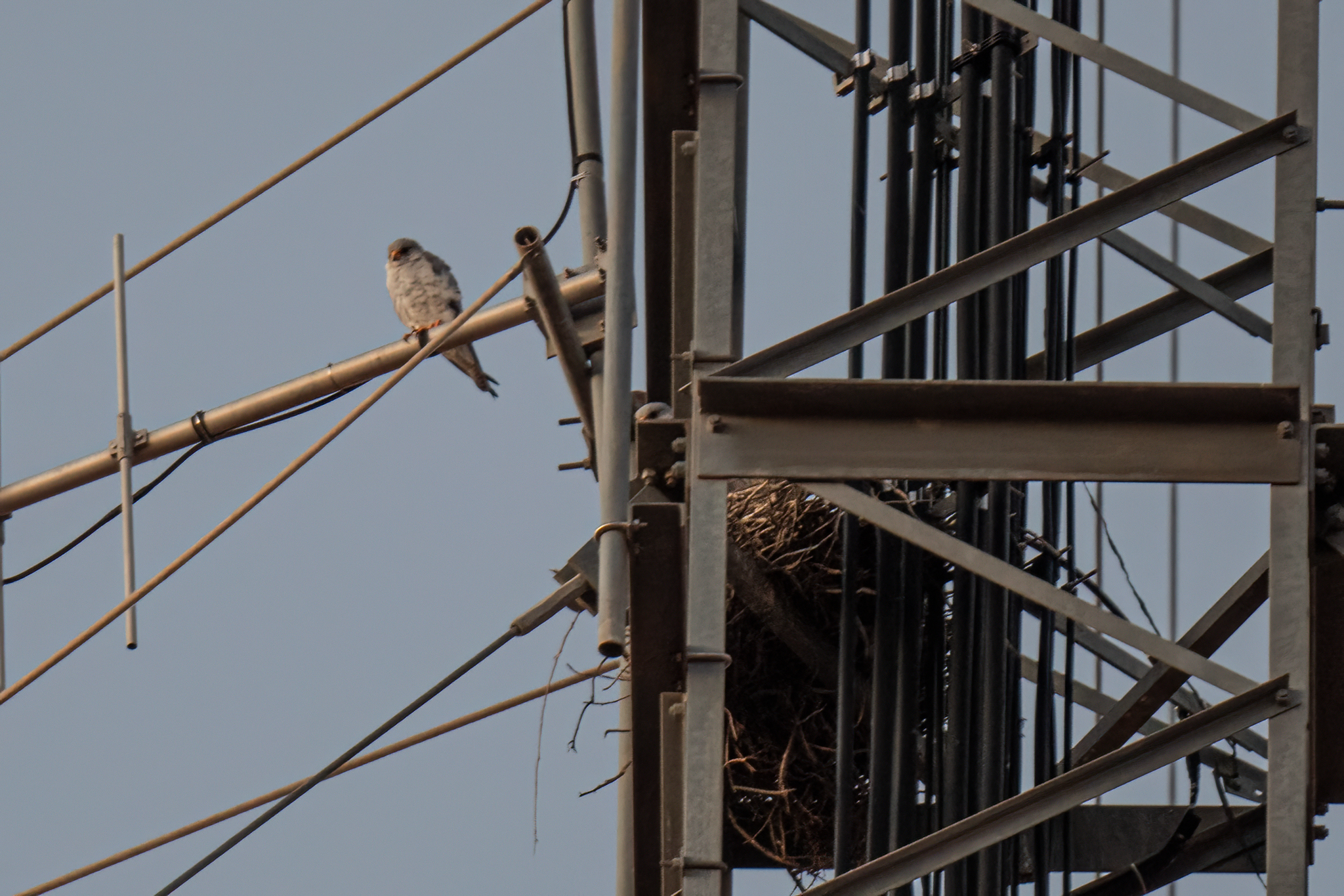 Grey Falcon (Falco hypoleucos), photo 4