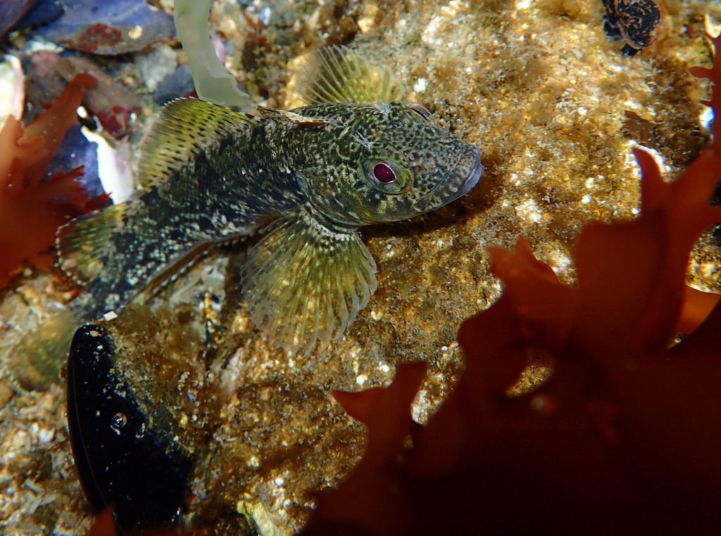 Mottled Triplefin