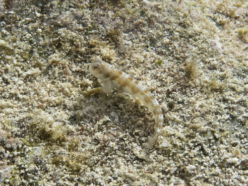 Barchin blenny (Rhabdoblennius rhabdotrachelus) — Blenniidae — 4