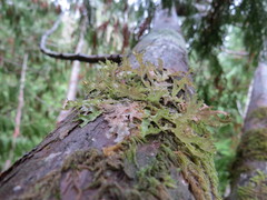 Platismatia stenophylla