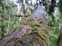 Platismatia stenophylla