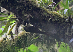 Xiphorhynchus triangularis