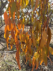 Amyema miquelii