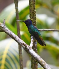 Chrysuronia oenone