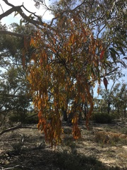 Amyema miquelii